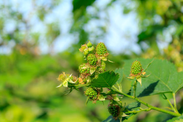 unripe blackberries