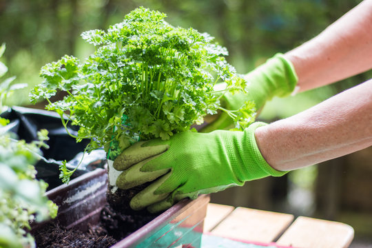 Kr&auml;uter einsetzen im eigenen Garten