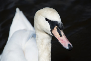 Schwan (Cygnini)