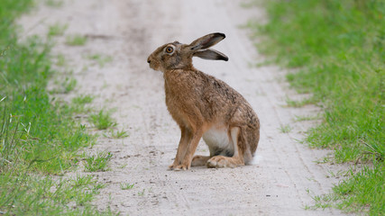 Feldhase (Lepus europaeus) sitzt neben einem Feld auf einem Weg