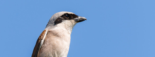 Neuntöter (Lanius collurio) Portrait eines Männchens