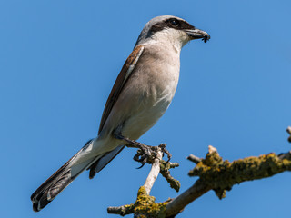 Neuntöter (Lanius collurio) Männchen hat soeben eine Spinne erbeutet