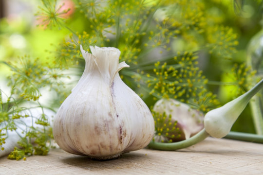 Fresh garlic and dill on a wooden table on summer green  background