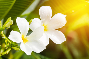 Bunch of Frangipani Lee La wa Dee flower
