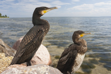 Cormorants on the rocky shore