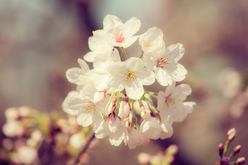 White sakura flower blossom. vintage filter