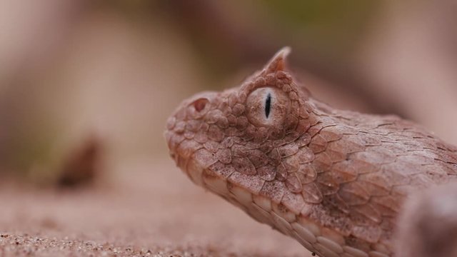 Slow motion Close-up side view of horned adder flicking its tongue