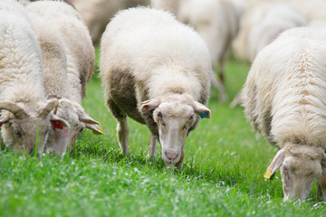 Naklejka na ściany i meble Sheep herd on green meadow