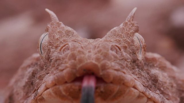 Slow motion face on view of horned adder flicking its tongue