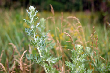 Sagebrush. Grass for absinthe. Medicinal plant