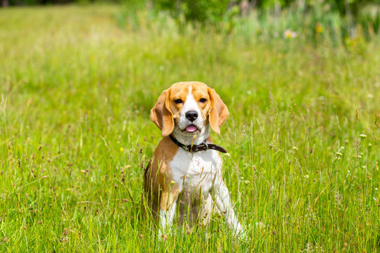Beagle dog sitting in grass