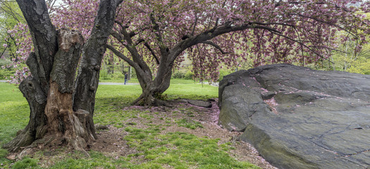 Prunus serrulata or Japanese Cherry