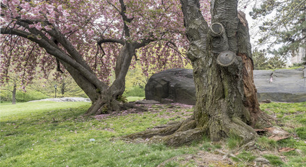 Prunus serrulata or Japanese Cherry