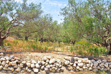 Olive grove, Crete.