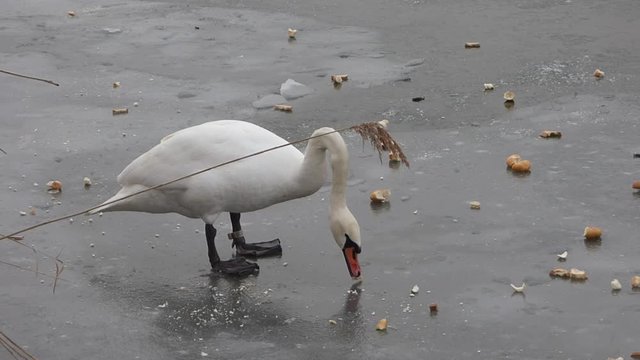 Feeding swan on frozen pond