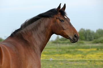 Aufmerksamer Blick