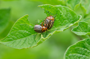 Colorado beetle eats a potato leaves young. Pests destroy a crop in the field. Parasites in...