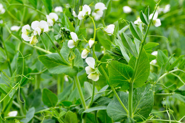 Young shoots and flowers in a field of peas.