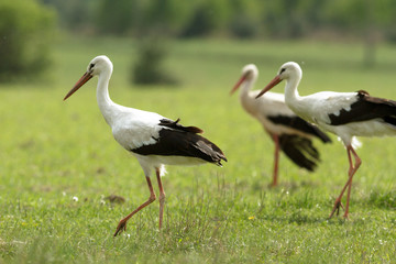 stork