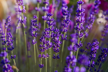 Obraz premium Lavender flower sunshine background
