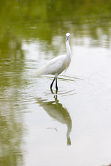 Egret