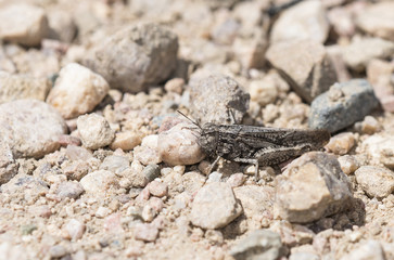 Speckle-winged Rangeland Grasshopper (Arphia conspersa) on Rocks on the Ground