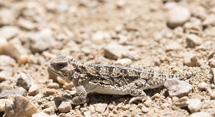 Obraz premium Hernandez's Greater Short-horned Lizard (Phrynosoma hernandesi) on the Plains of Colorado