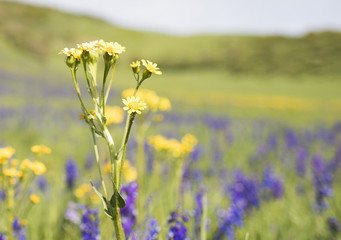 Meadow of Wildflowers in Steamboat Springs, Colorado