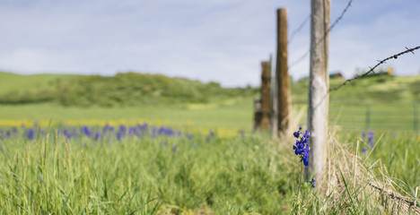 Meadow of Wildflowers in Steamboat Springs, Colorado