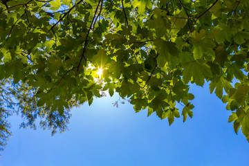 Fototapeta premium Sun shining through the green leafs