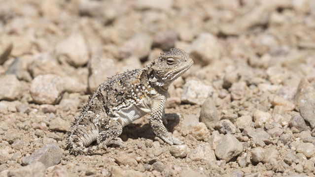 Hernandez's Greater Short-horned Lizard (Phrynosoma hernandesi) on the Plains of Colorado