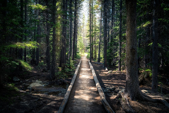 Landscape photo of a forest path.