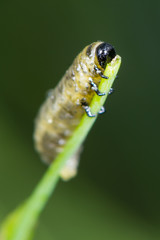 Asparagus beetles (Crioceris asparagi) larva eating vegetable shoot. Familiar garden pest of crops in the family Chrysomelidae, feeding on tender shoots of plants