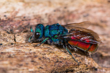 Ruby-tailed wasp (Chrysis sp.) in profile. Cuckoo wasp in family Chrysididae with bright metallic blue and red markings, also known as emerald wasps