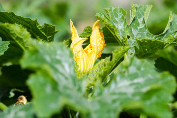 Marrow vegetable (Cucurbita pepo) flower and leaves. Yellow flower bud of cultivated plant opening,...