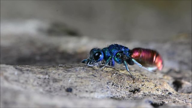 Ruby-tailed wasp (Chrysis sp.) cleaning itself. Cuckoo wasp in family Chrysididae with bright metallic blue and red markings, also known as emerald wasps