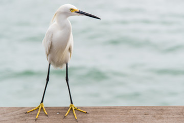 Snowy Egret 