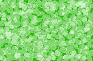 clover leaves background