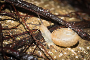 This is a photo of a snail, was taken in XiaMen exhibition garden, China.