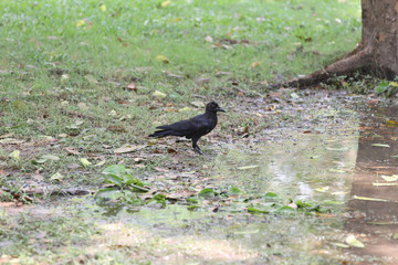 Crow or DAW standing on lowland areas of public park.