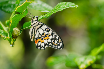 lime Butterfly out of the cocoon