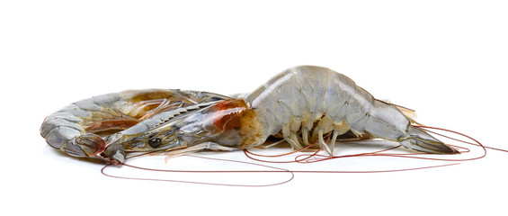 Raw shrimp isolated