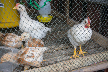 chickens behine the het  in a chicken coop