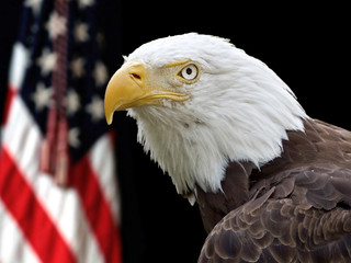 Bald Eagle (Haliaeetus leucocephalus washingtoniensis) portrait in front of the flag of the United States of America