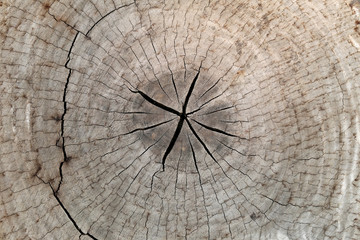 slice from a fir tree of old wood texture.
