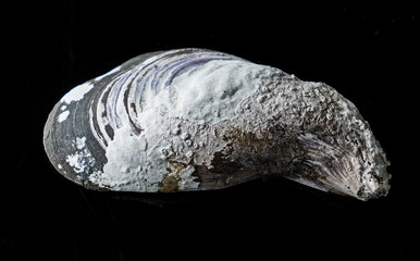 Sea oyster on a black background