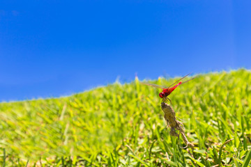 青空と赤とんぼ　背景素材 © imacoconut