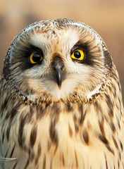 Short-eared Owl