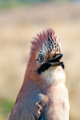 Birds of Europe and World - Jay