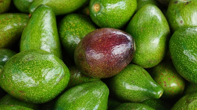 Ripe red avocado in bunch of green Avocados. Stack of delicious fruits.